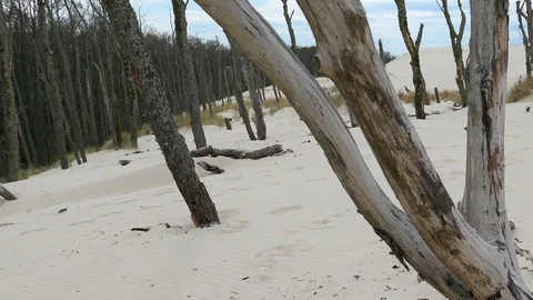 Dry Dead Trees and Branches on Sandy Desert Stock Footage 91057888