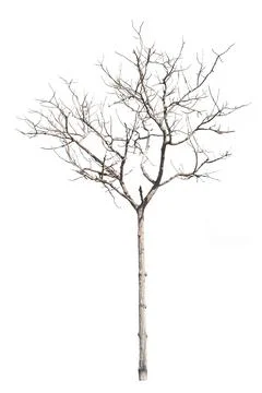 Dry dead trees in autumn isolated on white background Stock Photos