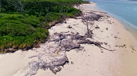Dry, dead trees by a beach at ocean lagoon Stock Footage 54945107