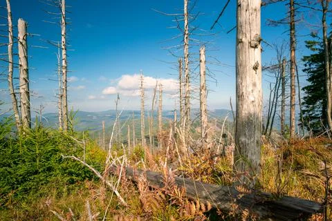 Dry dead trees in old forest in the Carpathians, Beskid mountains, Czech Foto stock