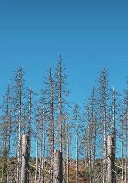 Dry dead trees Stock Photos