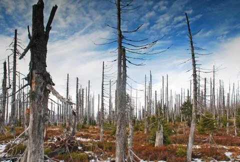 Dry dead trees Stock Photos