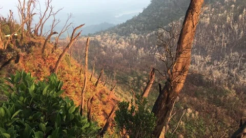 Dry Dead Trees on a Steep Mountain Slope with Misty Hills View Stock-Footage 346676646
