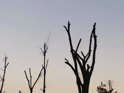 Dry Death Tree in sky Foto stock