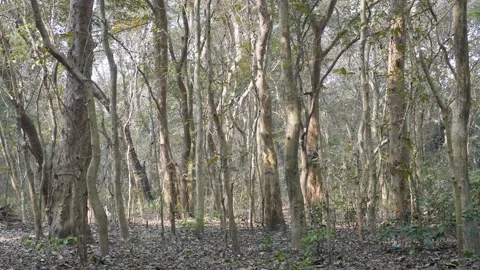 Dry deciduous forest Video stock 332582211
