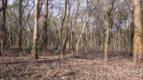 Dry Deciduous Forest 库存影片 333913823