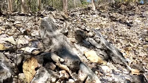 Dry Deciduous Forest Landscape Stock-Footage 340018659