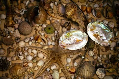 Dry Decorative Sea Shells Foto stock