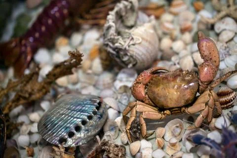 Dry Decorative Sea Shells Foto stock