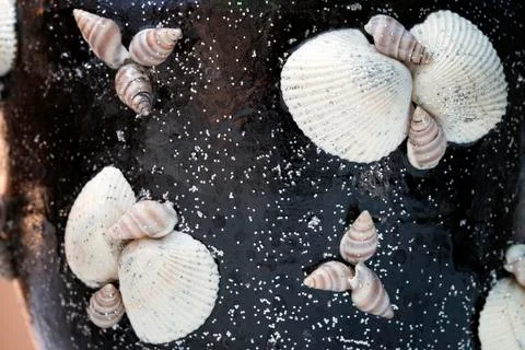 Dry Decorative Sea Shells Stockfoto's