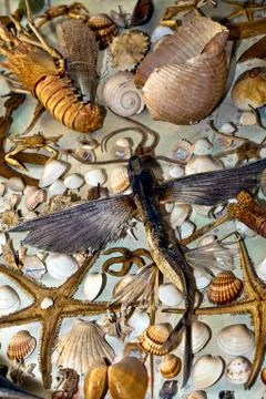 Dry Decorative Seashells 库存照片