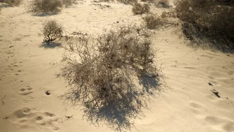 Dry desert with no water Vídeo Stock 211380248