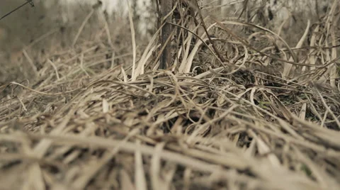 Dry dill filmed with camera crane Stock Footage 44123380