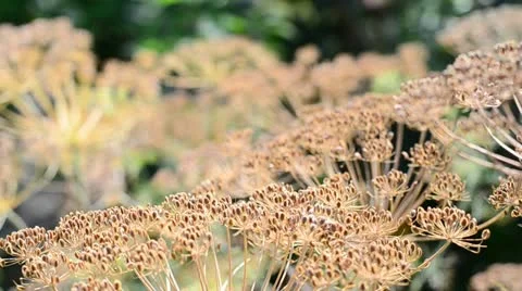 Dry dill flowers Stock Footage