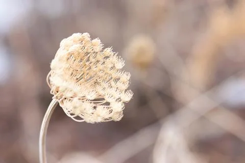 Dry Dill In Winter Foto stock