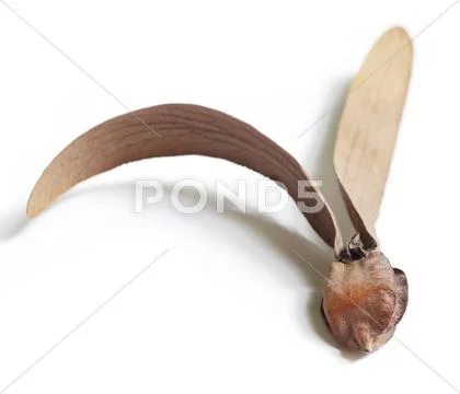 Dry dipterocarpus flower isolate on white Stock Photos