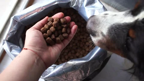 Dry dog food in plastic bag and dog head, pet feed for medium dogs. Dog eat from Stock Footage