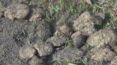 Dry dung Stock Footage 8599351