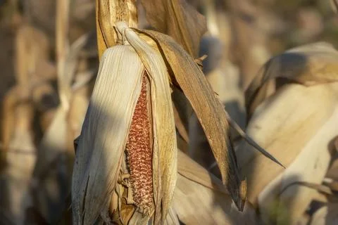 Dry ear of corn on the stem.Mature corn cob without grains.Destruction of the Stock Photos