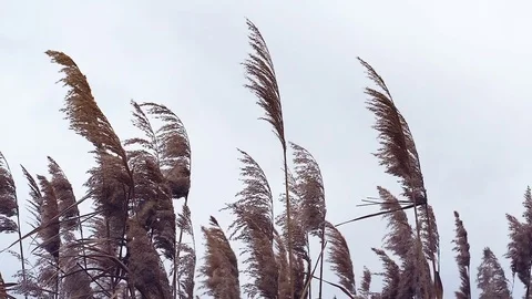 Dry ears of corn bobble in the wind Stock Footage 84553725