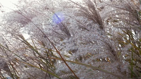 Dry ears of corn bobble in the wind Stock Footage 98735687