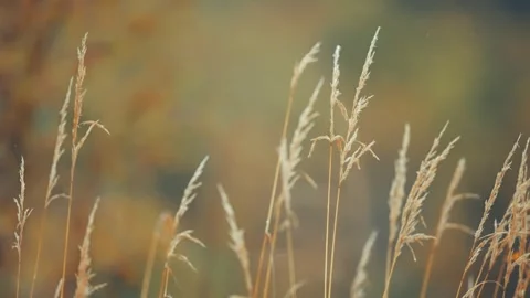 Dry ears of grass on the blurry background in a close-up parallax shot. Stock Footage 276163367
