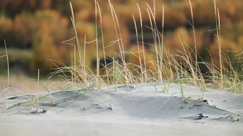 Dry ears of grass on the sandy beach. Parallax shot, bokeh background. Stock Footage 276818146