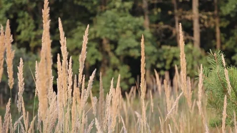 Dry ears of grass sway in the wind against the background of an oak forest Stock Footage 183542415