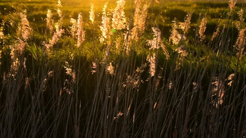 Dry ears of sedge grass in the rays of the setting sun Stock Footage 132319182