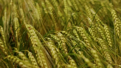 Dry ears of wheat on a field on a windy summer day close-up Stock Footage 311945906