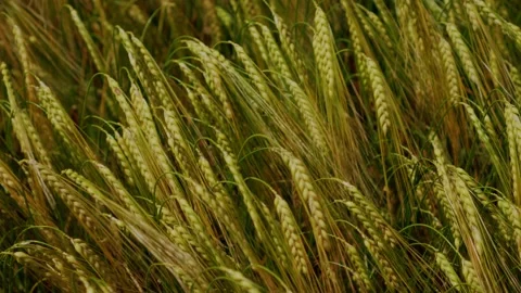 Dry ears of wheat in a field on a windy summer day Stock Footage 311946442