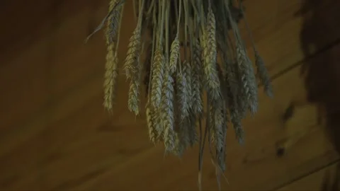 Dry ears of wheat hang upside down Stock Footage 237782892