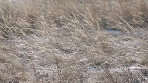 Dry ears of wheat sway in the wind in a frozen snow field Video stock 301680886