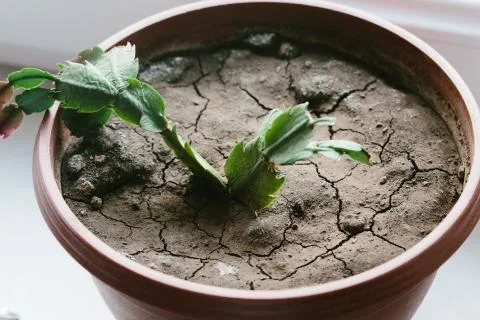 Dry earth in a flowerpot Stock Photos