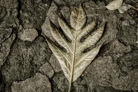 DRY EARTH Stock Photos