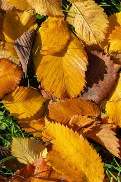 Dry elm leaf on the grass Stock Photos