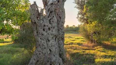 Dry embossed tree trunk in a field with sunset sunlight Stock Photos
