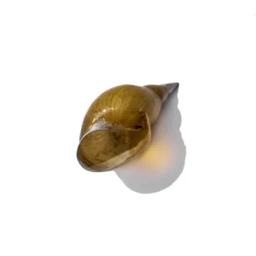 Dry empty shell of freshwater pond snail isolated on white background Stock Photos