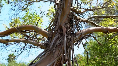 Dry eucalyptus bark on a tree trunk. eucalyptus tree bark in summer, close-up. Видео 113647217