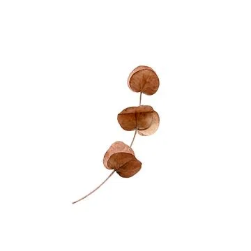 Dry eucalyptus branch on transparent background for insertion Stock Photos