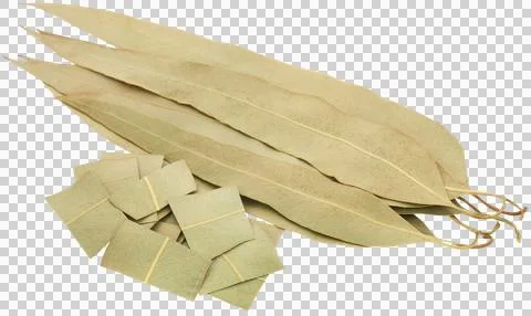 Dry Eucalyptus leaves Stock Photos