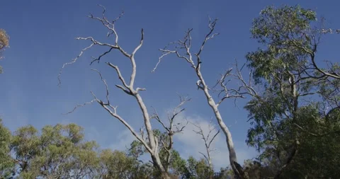 Dry Eucalyptus Trees Stock Footage 316735460