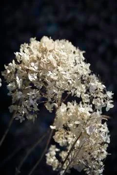 Dry faded Hydrangea Stock Photos