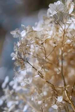 Dry faded Hydrangea Stock Photos