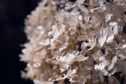 Dry faded Hydrangea Stock Photos