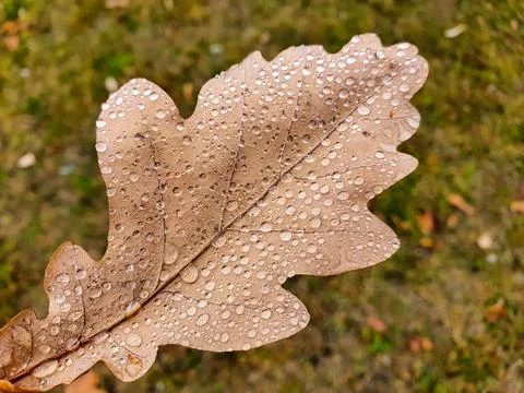Dry fall leaf texture detail. Abstract background of autumn beauty of forest Stock Photos
