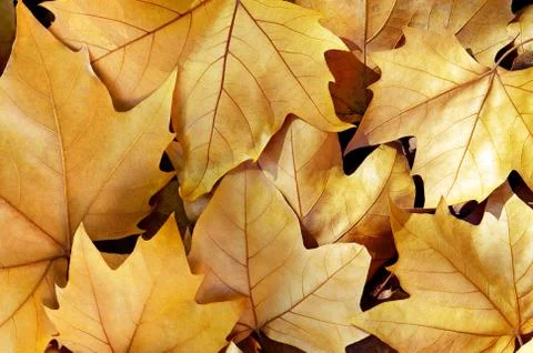 Dry fall leaves Stock Photos