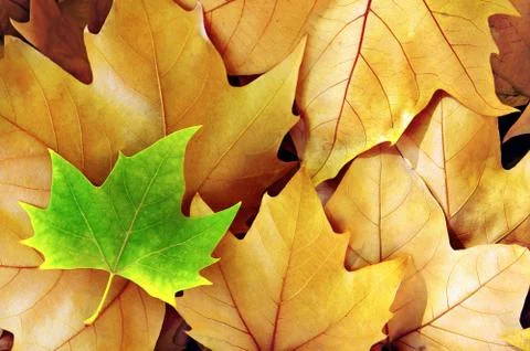 Dry fall leaves Stock Photos