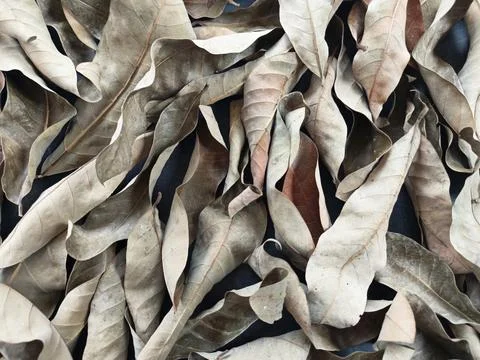 Dry Fall Leaves Texture Background. Dried Brown Leaf Pile Abstract Backdrop Stock Photos