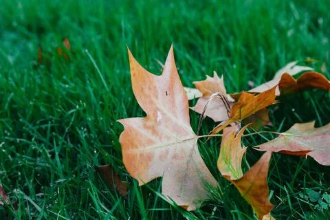 Dry fallen brown maple leaves lying on fresh green grass in autumnal garden. Foto stock